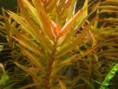 /album/plantas-aquaticas/ammania-gracilis-jpg/